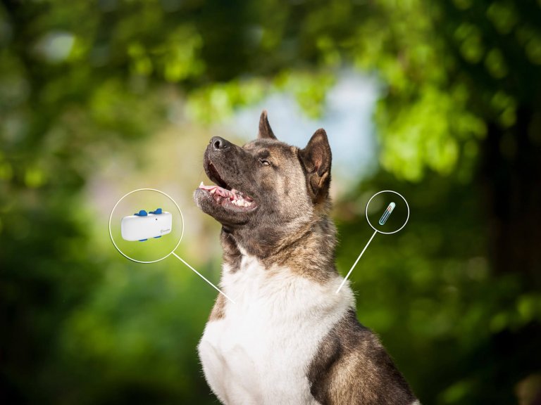 How far can a GPS track a dog?