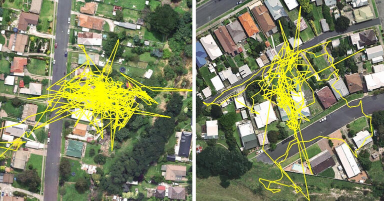 How far do cat trackers go?