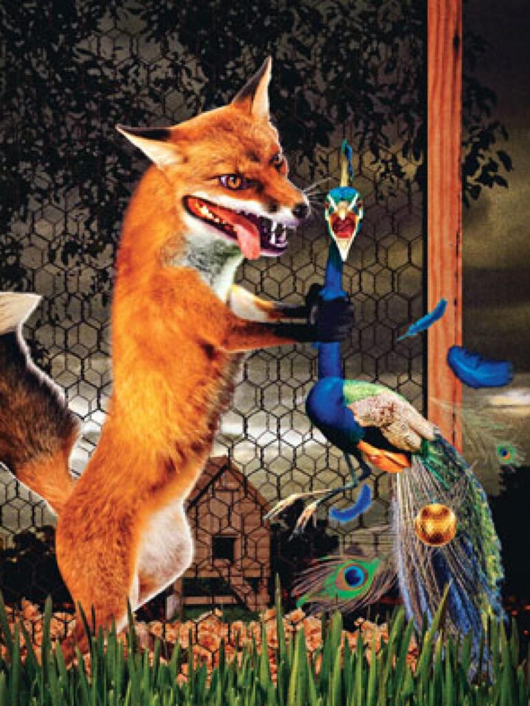 Is a FOX a peacock?