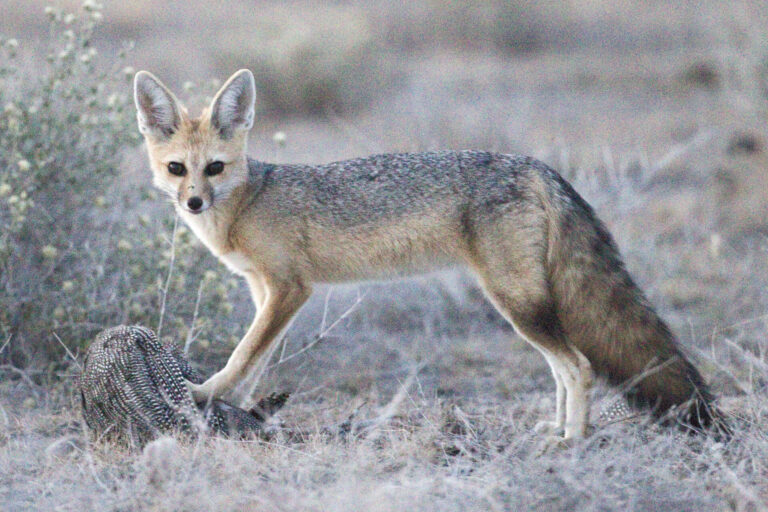 Is a Fox African?