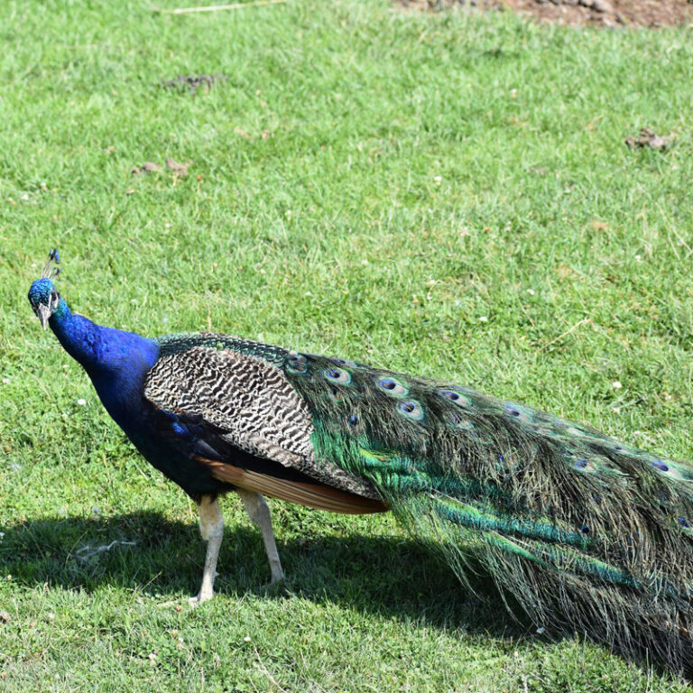 Is a peacock an African animal?