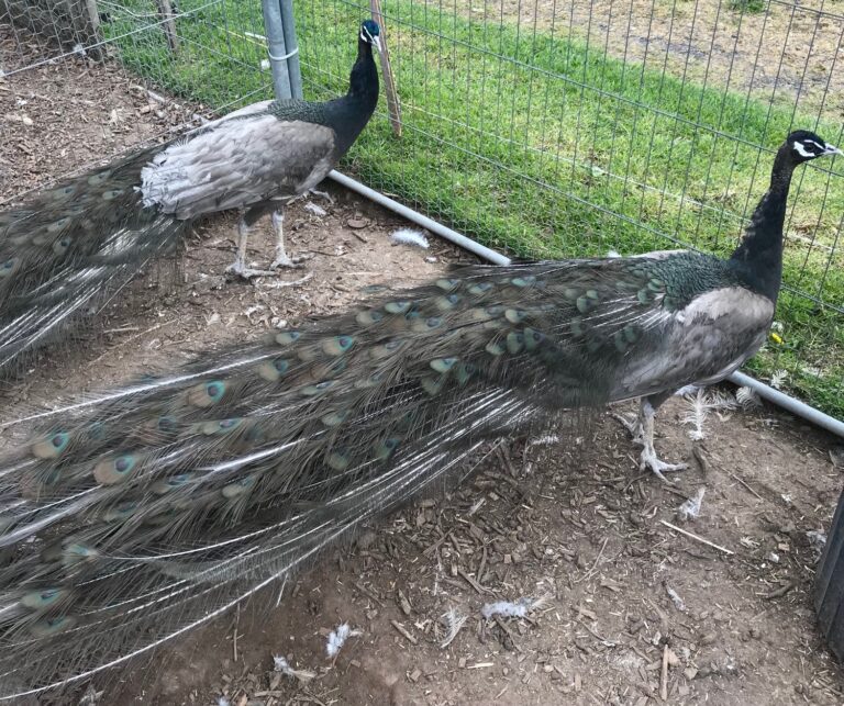 Is black peacock rare?