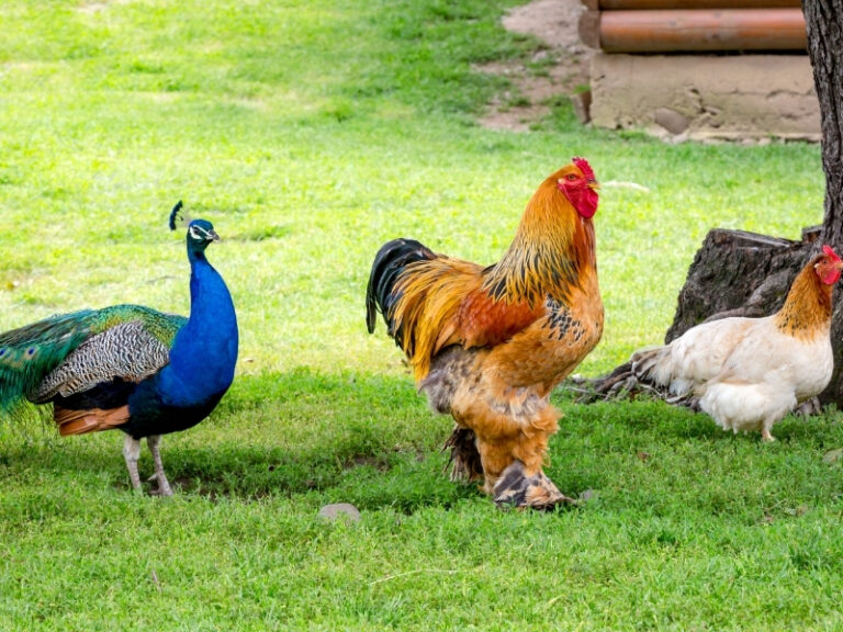 Is peacock a bird or chicken?