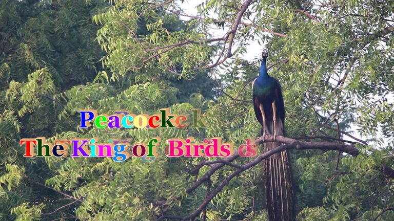 Is peacock the king of birds?