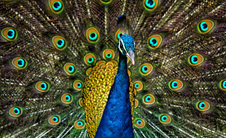 What animal group is a peacock?