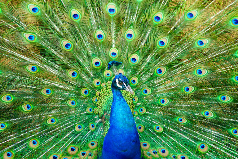 What is the other name of peacock?