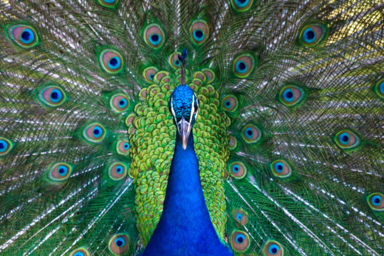 Which animal is peacock afraid of?