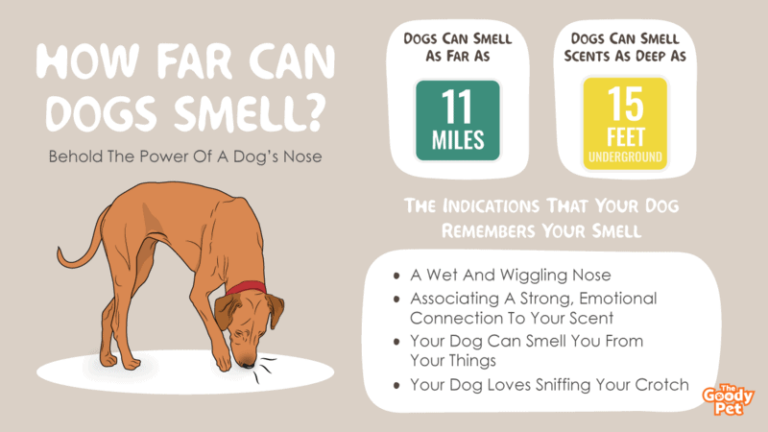 Can dogs smell their owners from 11 miles away?