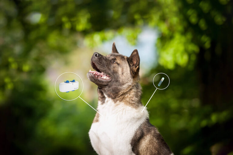 Can you track a microchipped dog?