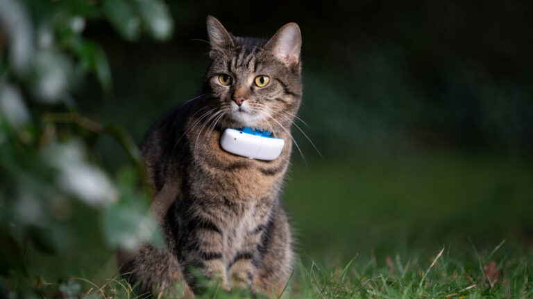 How accurate is a cat GPS tracker?