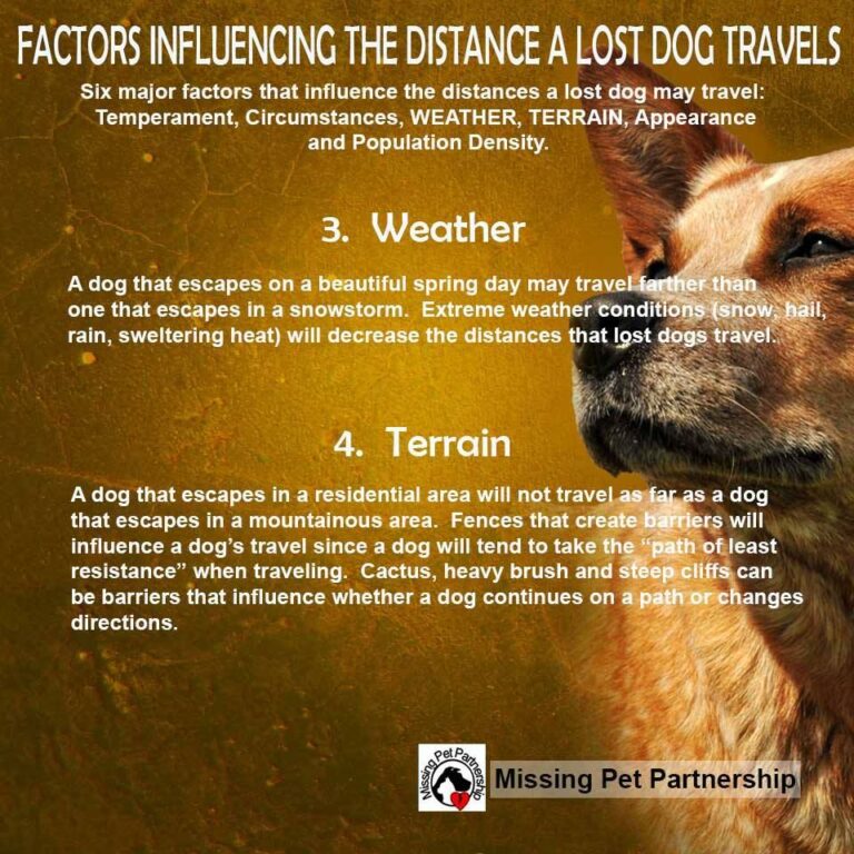 How far can a lost dog travel in a day?