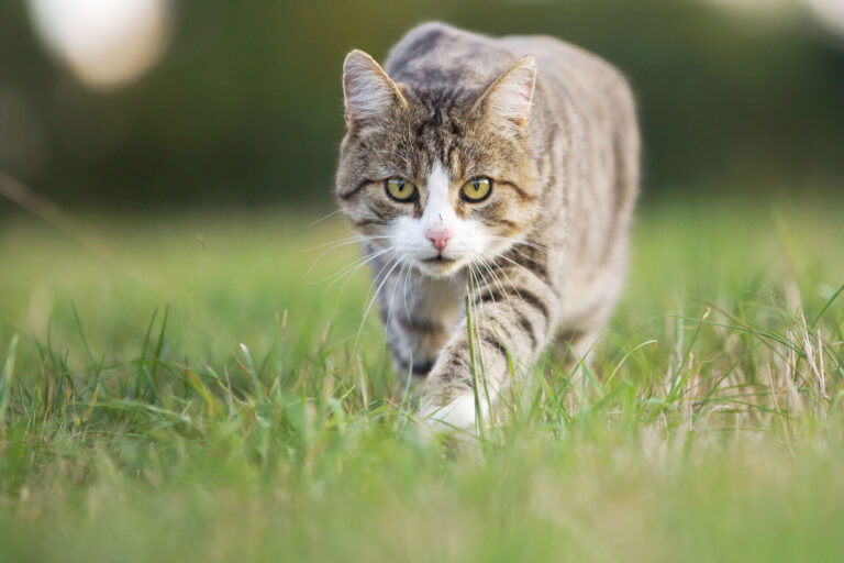 How far will a lost cat wander?