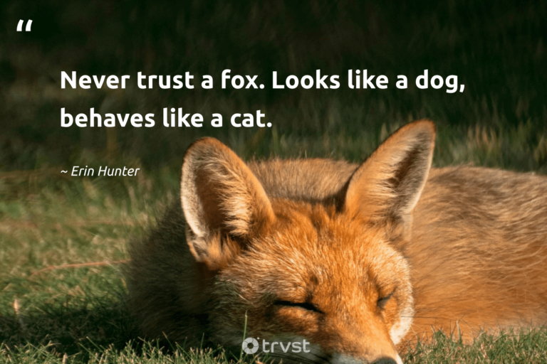 What is the famous line of fox?