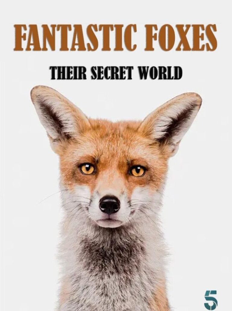 What was the foxes secret?