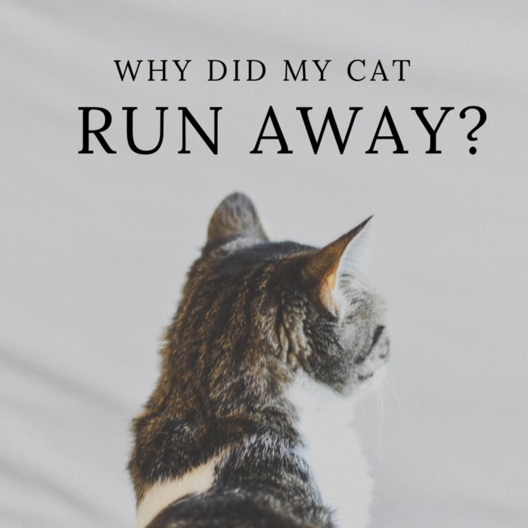 why-do-cats-go-missing-for-weeks-the-daily-vpn